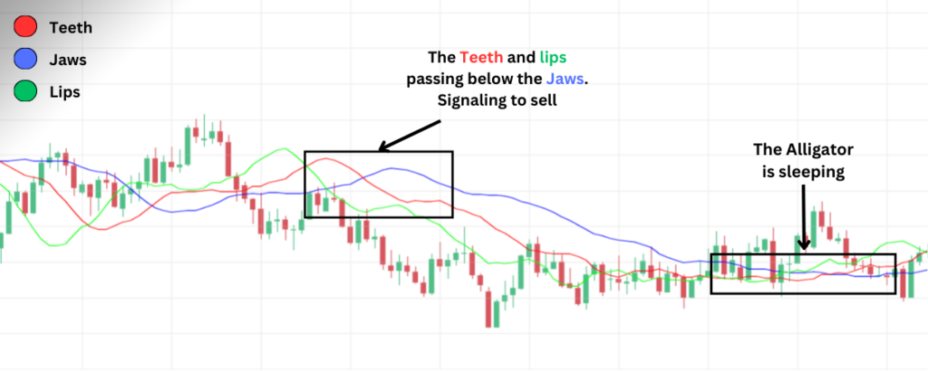 How To Use The Alligator Indicator For Beginners